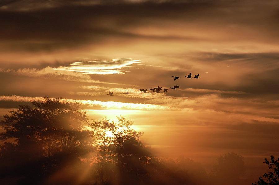 Taking Flight Photograph by Afterlight Photography - Fine Art America