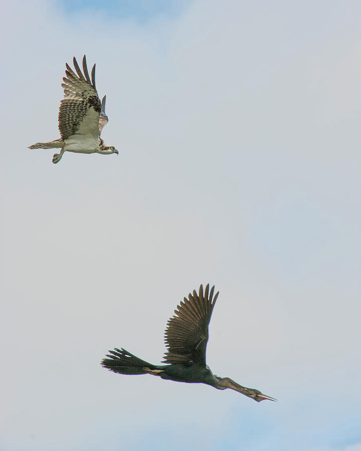 Taking Flight - Osprey and Anhinga Photograph by Mitch Spence