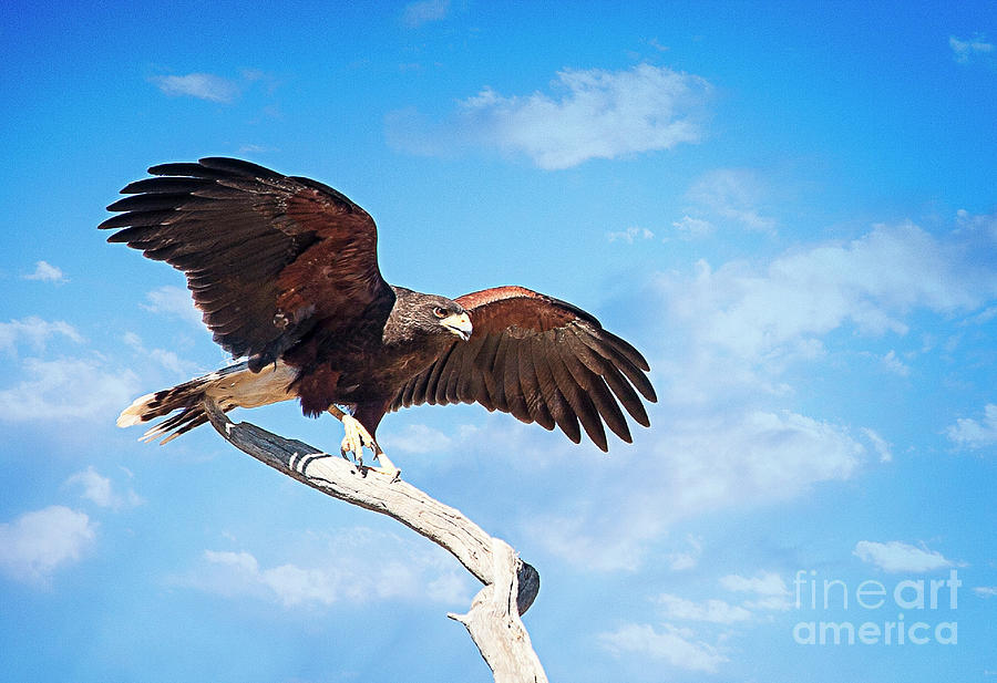 Taking Flight by Scott Kemper Taking Flight by Scott Kemper