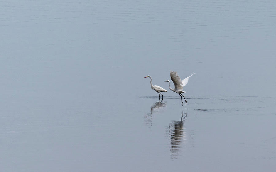 Taking Flight-Two Egrets by Johanna Froese Taking Flight-Two Egrets by Johanna Froese