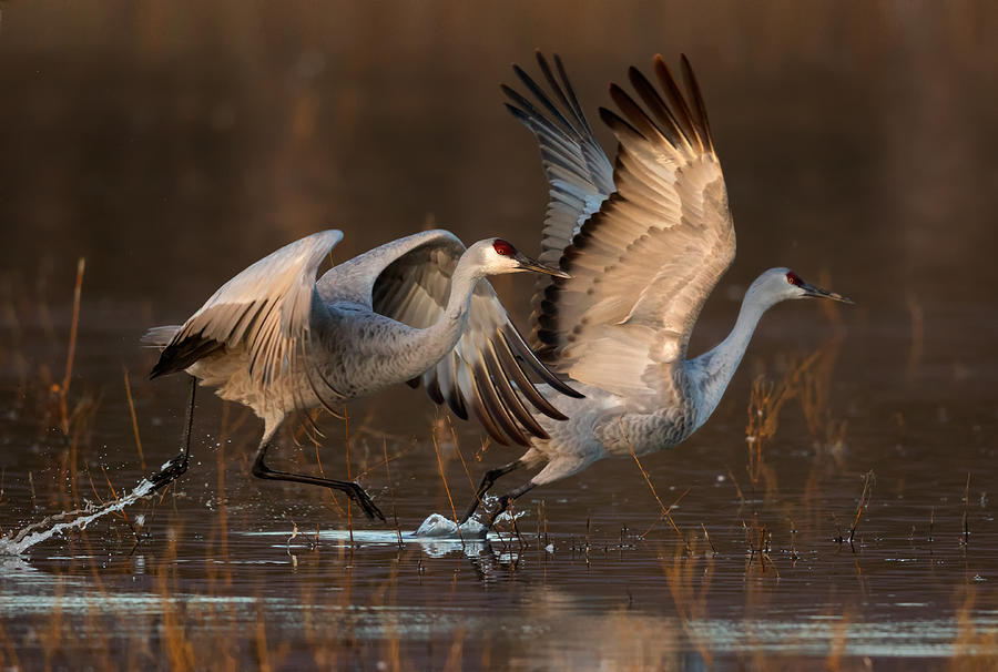 Crane Photograph - Taking Off At Sunrise by Mary Jiang