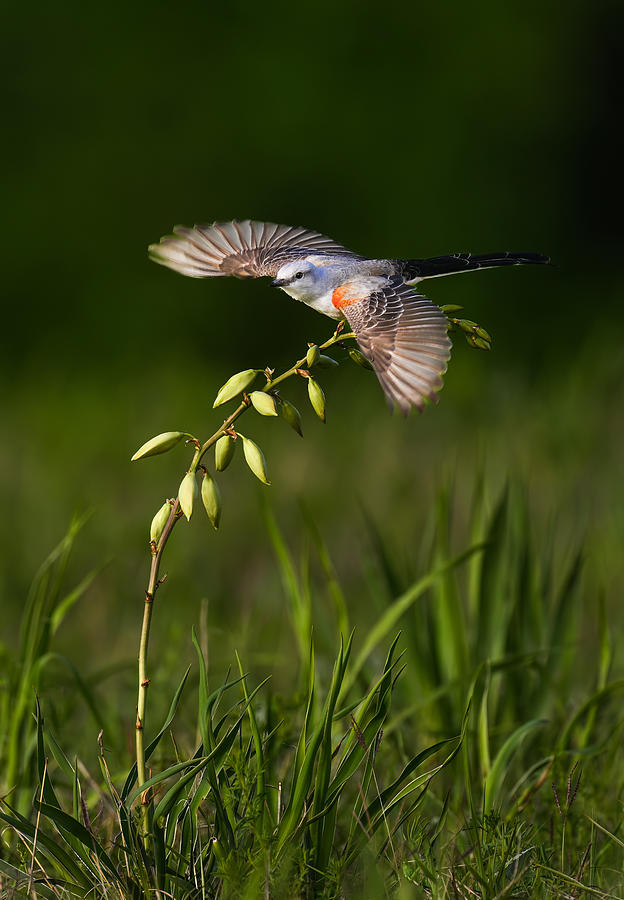 Nature Photograph - Taking Off by Mike He