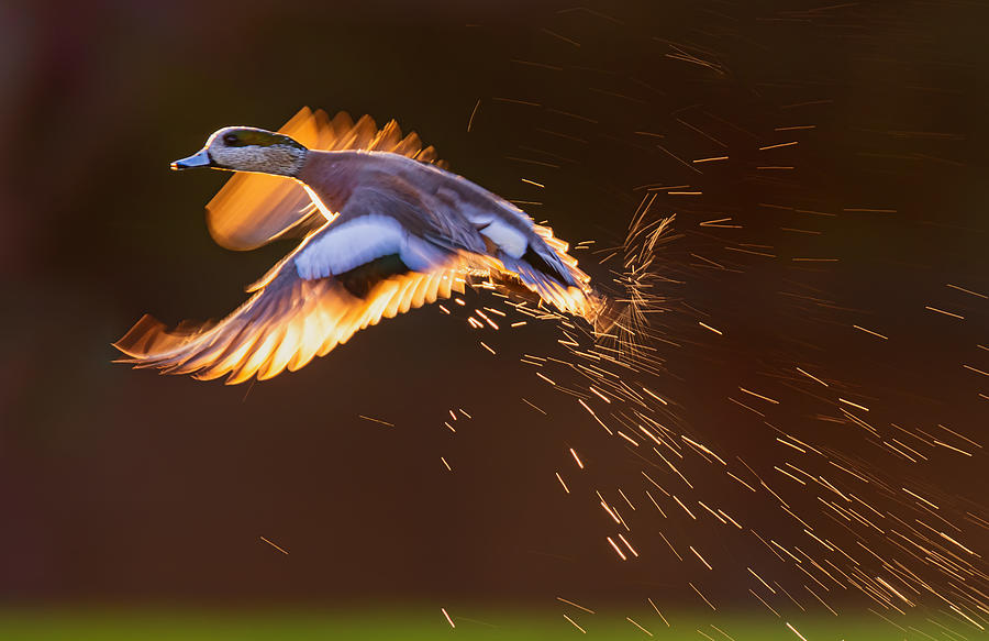 Animal Photograph - Taking Off by Ning Lin
