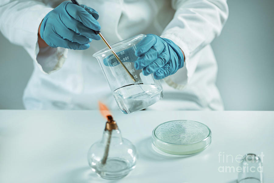 Taking Sample With Inoculation Loop Photograph by Microgen Images/science Photo Library Fine