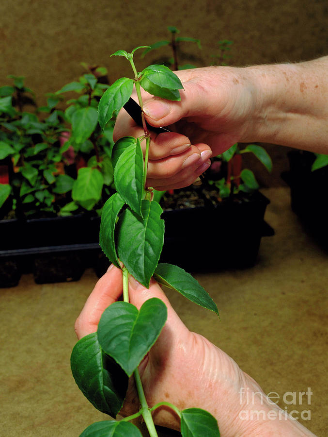 Taking Softwood Cuttings Photograph by Geoff Kidd/science Photo Library