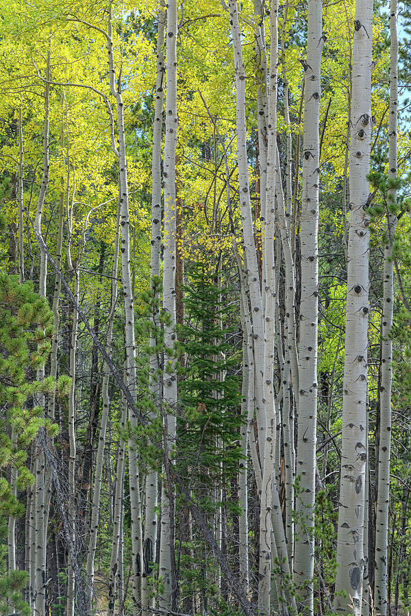 Fall Photograph - Tall Aspens by James BO Insogna