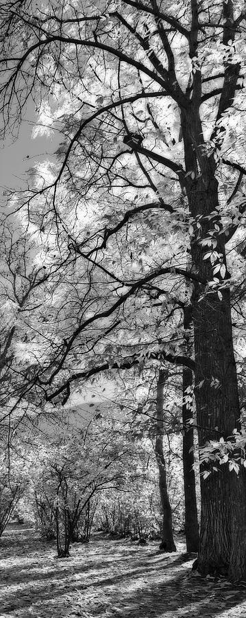 Tall Autumn Trees Black and White Photograph by Allan Van Gasbeck