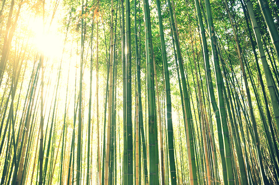 Tall Bamboo Forest Photograph by Meredith Winn Photography