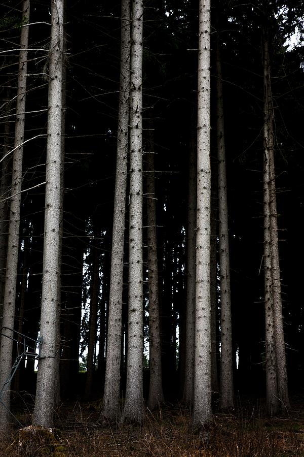 Tall Bare Tree Trunks In Gloomy Spruce Woods With Folding Hunters Seat Photograph by Sabine Lscher