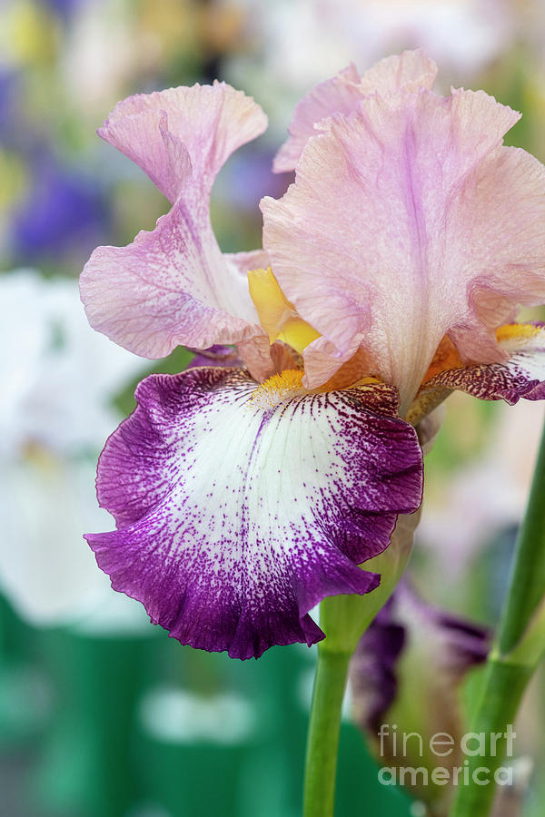 Tall Bearded Iris Change of Pace  Photograph by Tim Gainey