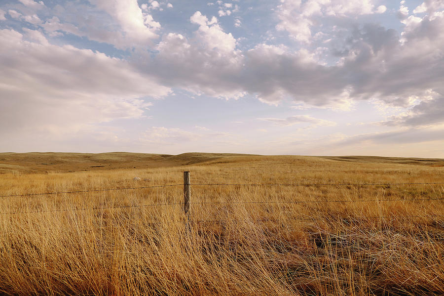 Tall Brown Grass Field With Fence And Photograph by Lori Andrews