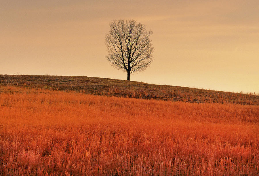 Tall Coral-colored Grass At Sunrise, Rockbridge County, Virginia Photograph by Bijan Pirnia