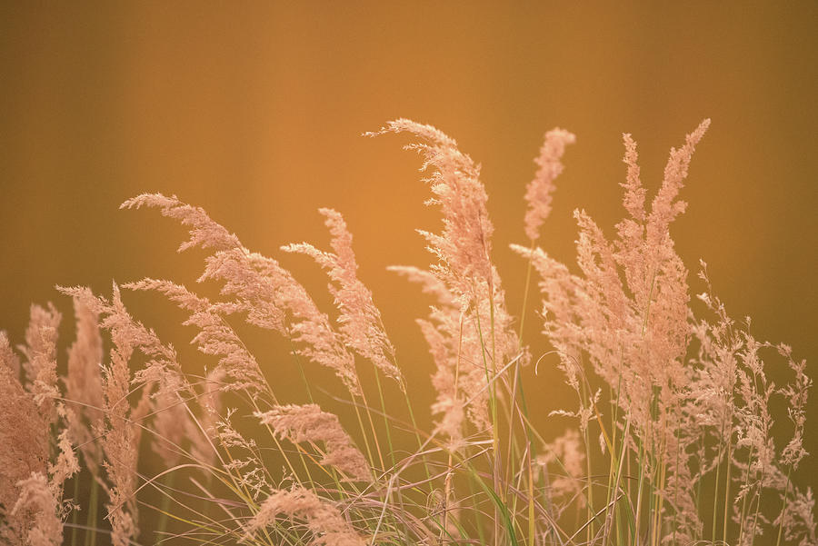 Tall Grass 4 Photograph by Dan Ballard - Fine Art America