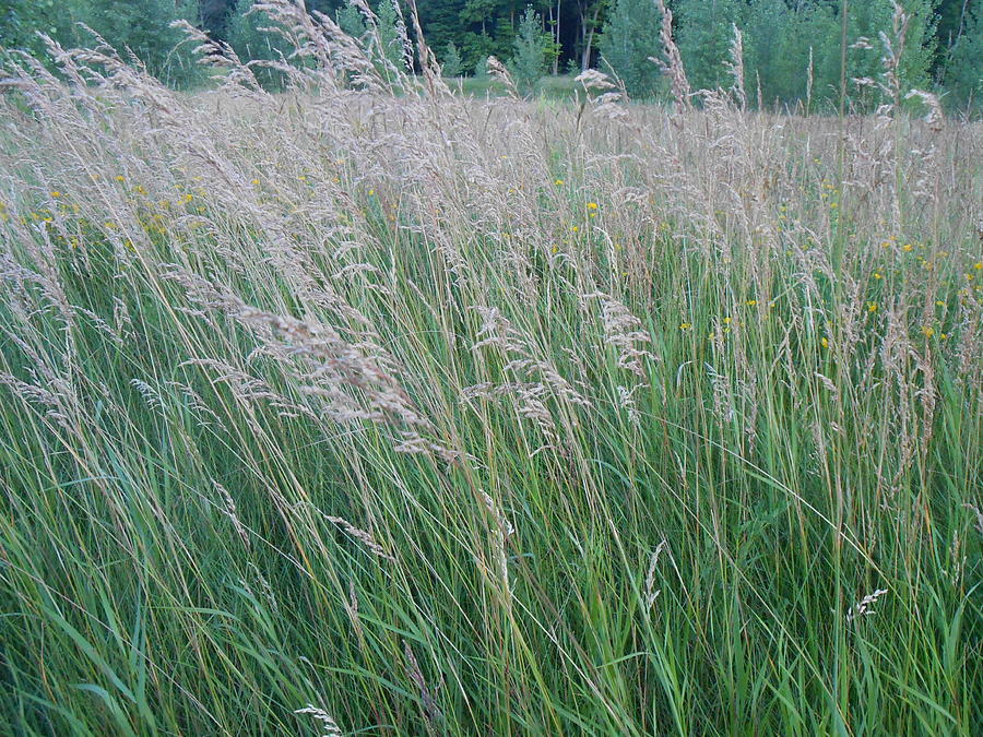Prairie Photograph - Tall Grass by Alise Leguizamon Prairie Photograph - Tall Grass by Alise Leguizamon