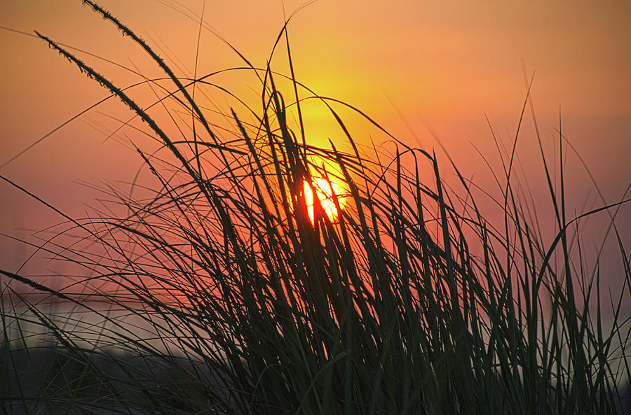 Tall Grass at the Beach Sunrise Photograph by Bill Cannon