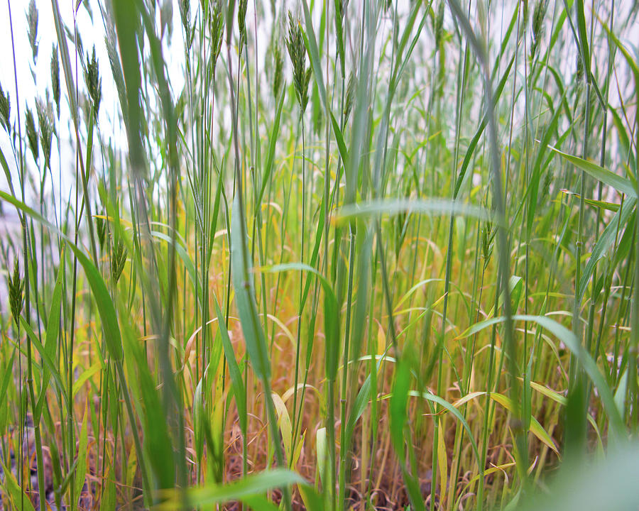 Tall Grass in Herat Photograph by SR Green