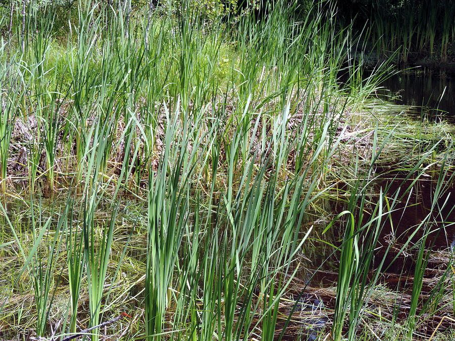 Tall Grass In The Pond Photograph