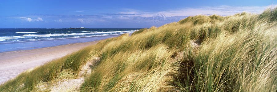 Tall Grass On The Beach, Bamburgh Photograph by Panoramic Images