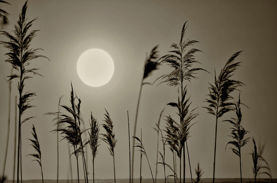 Tall Grass Sunrise in Sepia Photograph by Bill Cannon