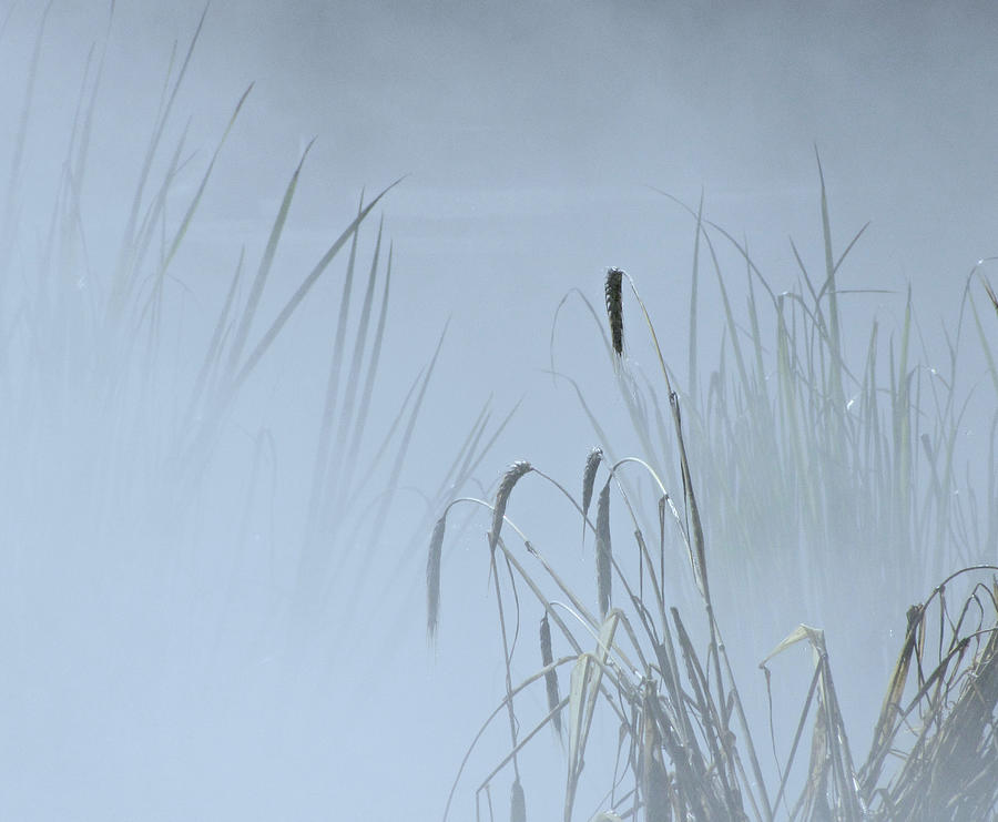 Tall Grasses In Mist Photograph by Sandra Leidholdt