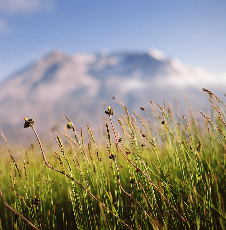 Tall Grasses In Mountains Photograph by Danielle D. Hughson