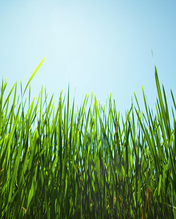 Tall Green Grass Photograph by Jp Greenwood