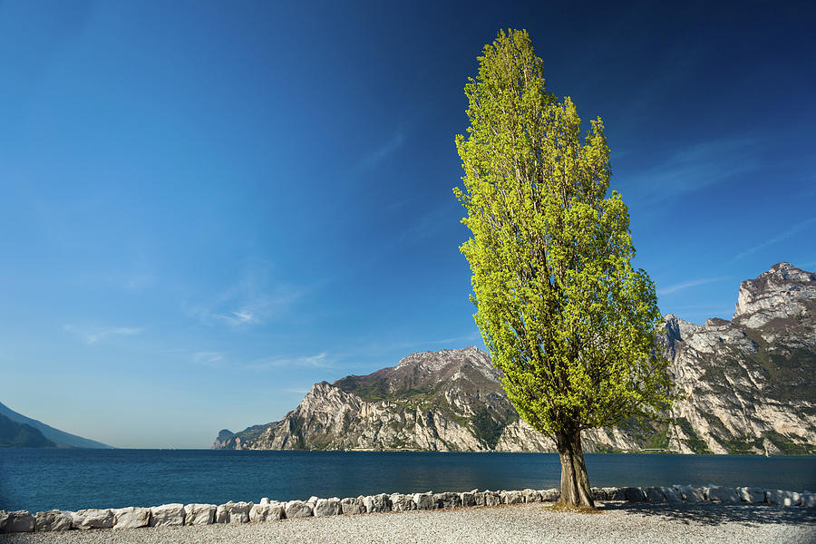 Tall Green Poplar Tree Near Garda Lake In Torbole Photograph