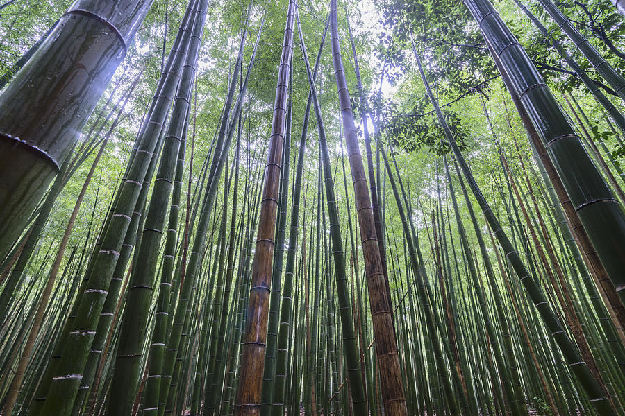 Bamboo Photograph - Tall by Karsten Wrobel