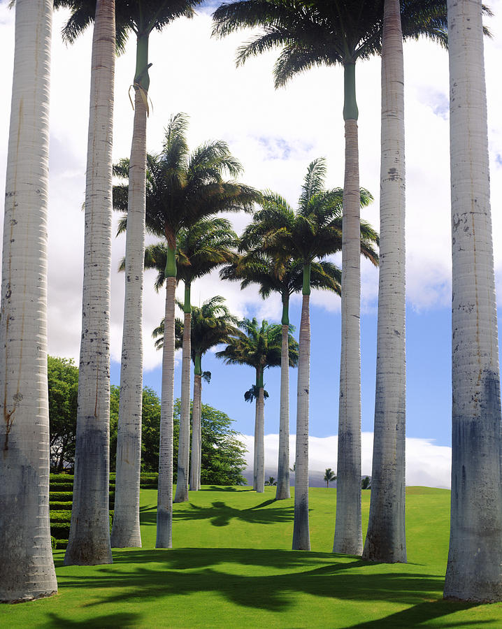 Tall Palm Trees Photograph by Lisa Romerein