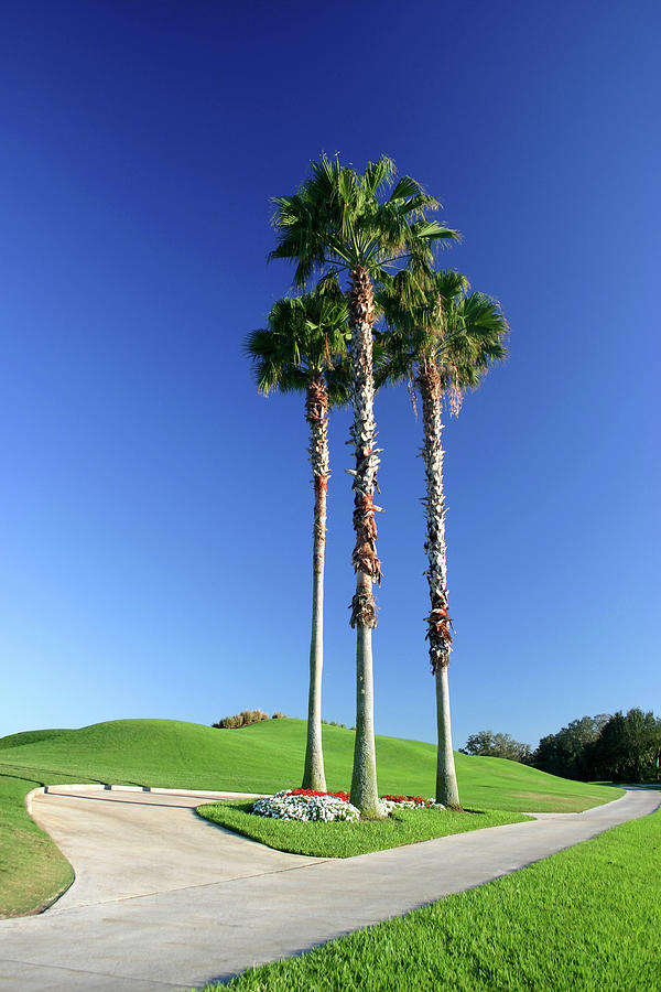 Tall Palm Trees By Marje