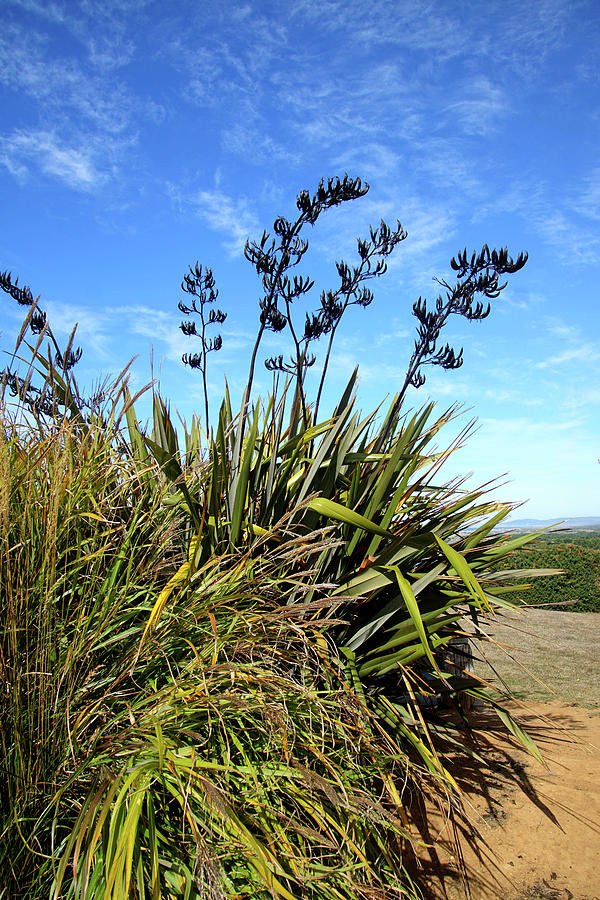 Tall pampas grass on a dune Photograph by Steve Estvanik