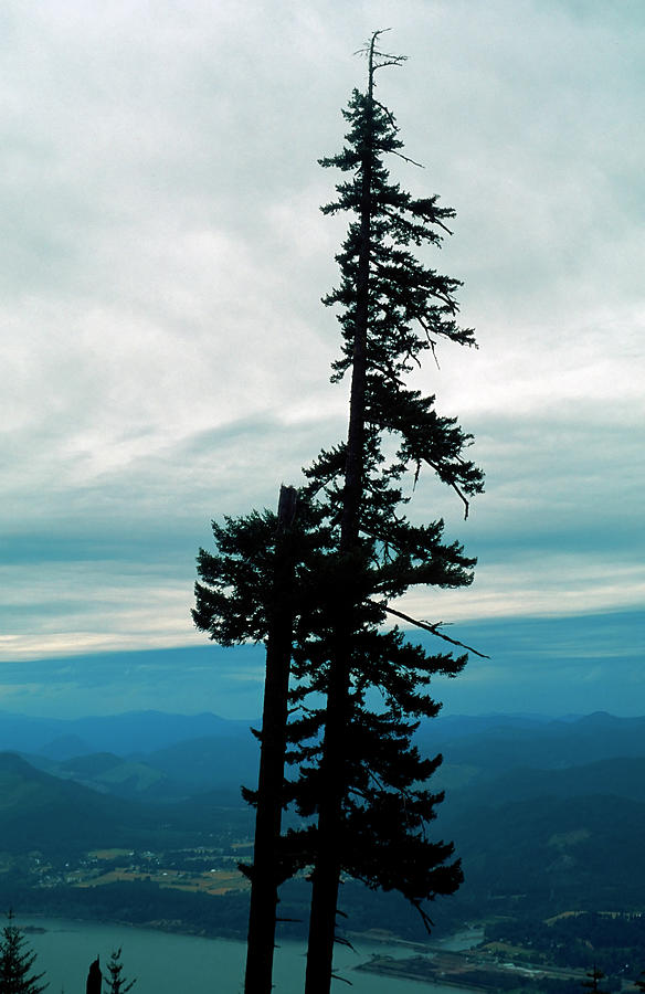 What Type Of Pine Trees Are In Oregon at Arthur Bradley blog