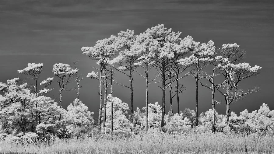Tall Pine Trees At Gordon Pond Photograph