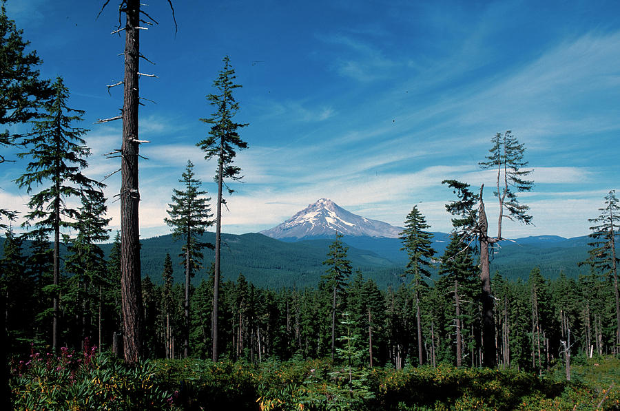 Tall Pine Trees With Mountain In Background Mount Hood Oregon Oreg305 Photograph By Kevin Russell