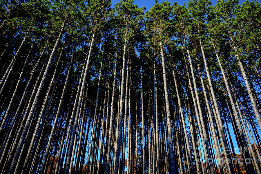 Tall Pines Photograph by Debra Kewley