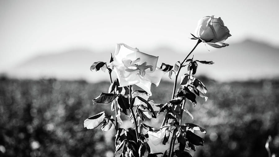 Tall Roses by Juliana Swenson Tall Roses by Juliana Swenson