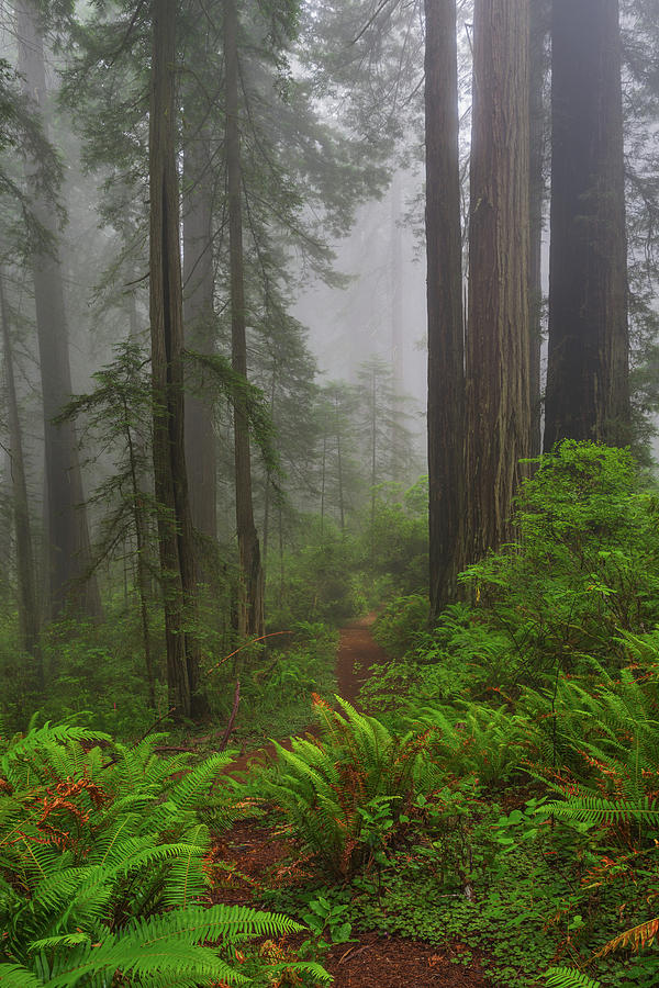 Tall Standing Trees in Fog Photograph by Greg Nyquist - Fine Art America