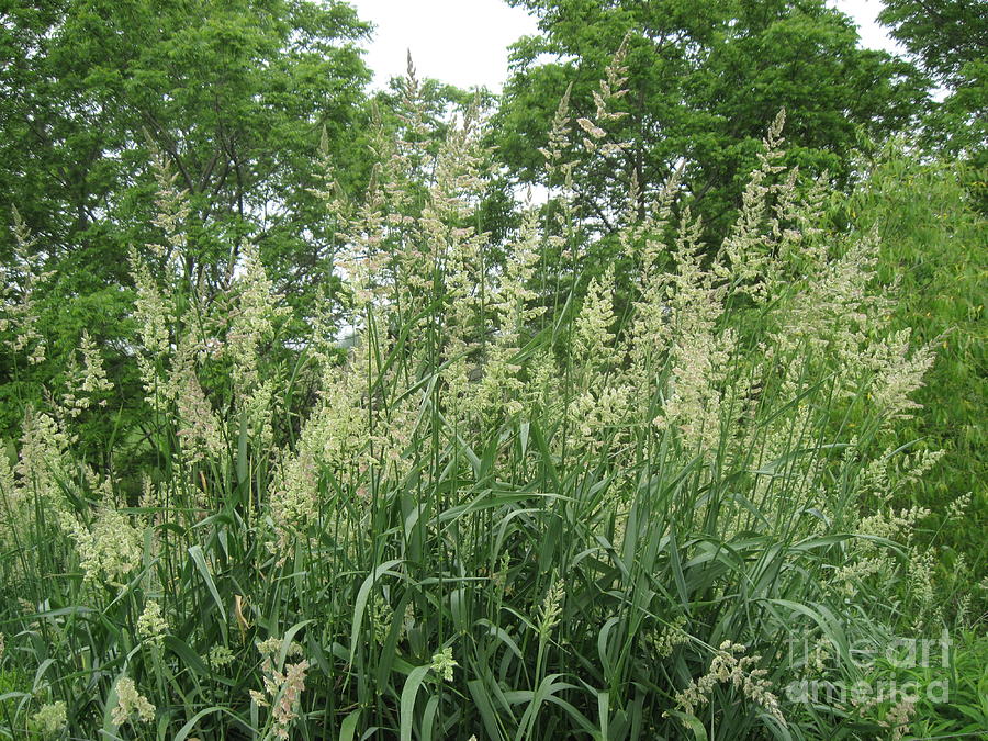 Tall Summer Grasses Photograph