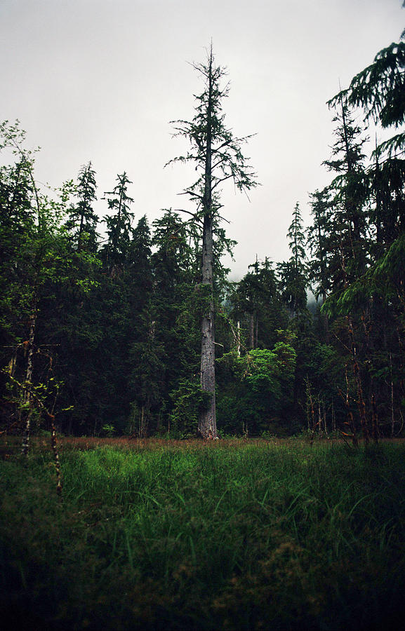 Tall Tree Standing Out From Forest Photograph by Danielle D. Hughson