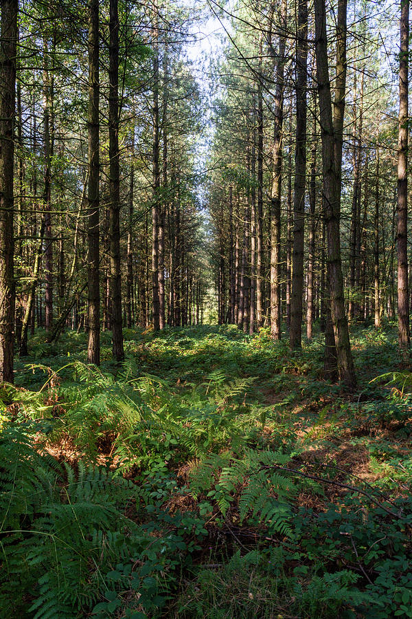 Tall trees in Sherwood Forest Photograph by Scott Lyons