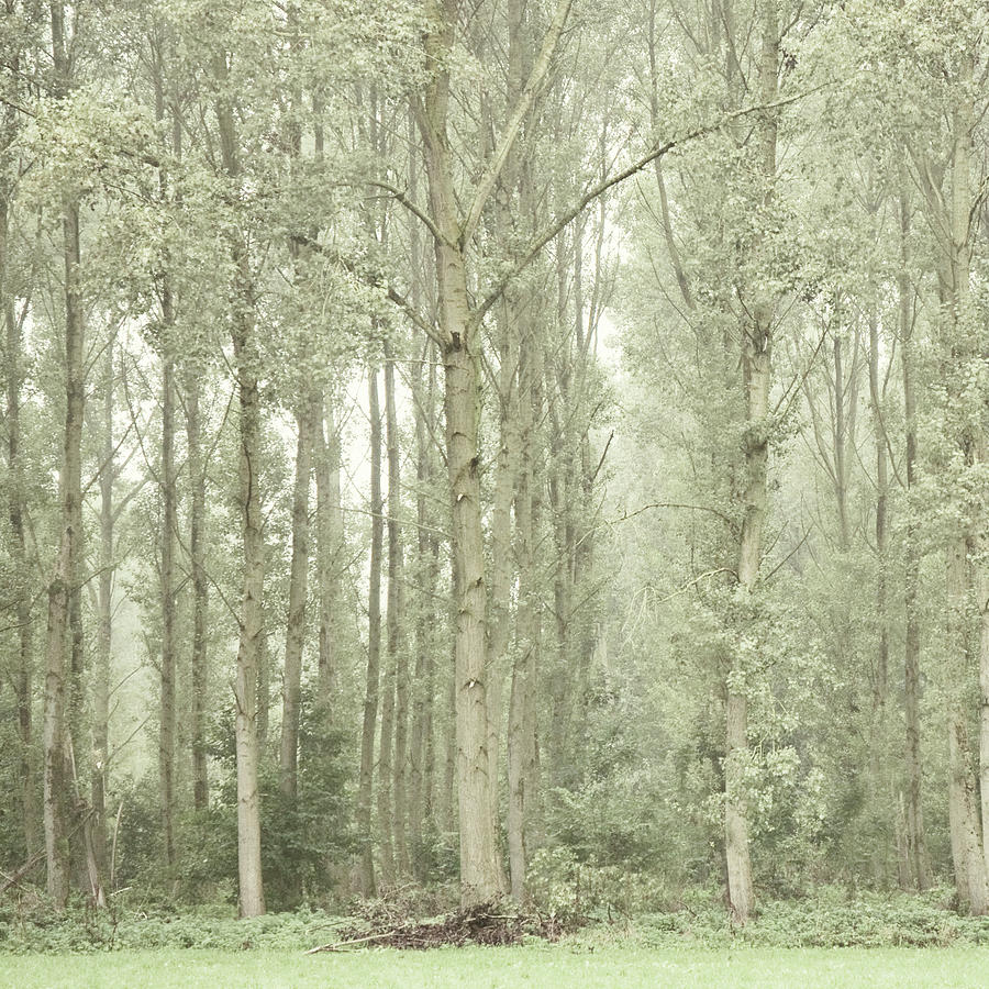 Tall Trees Photograph by Ineke Kamps