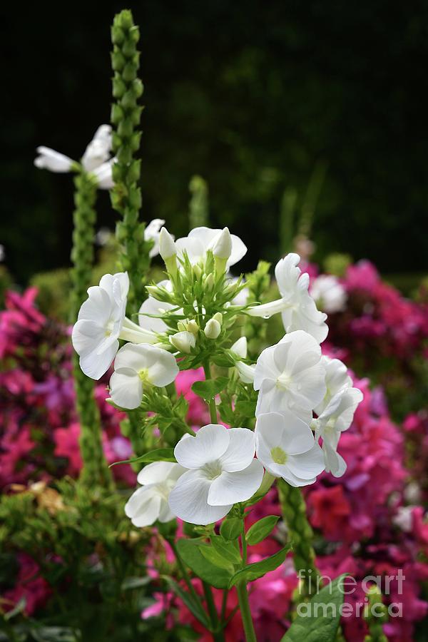 Tall White Garden Phlox Photograph by Yvonne Johnstone