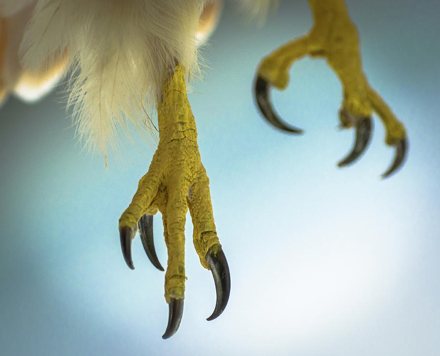 Talons Photograph by Phil S Addis