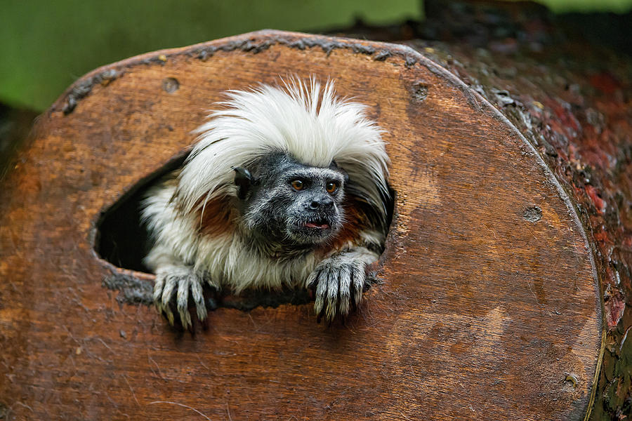 Tamarin Out Of The Trunk Photograph by Picture By Tambako The Jaguar
