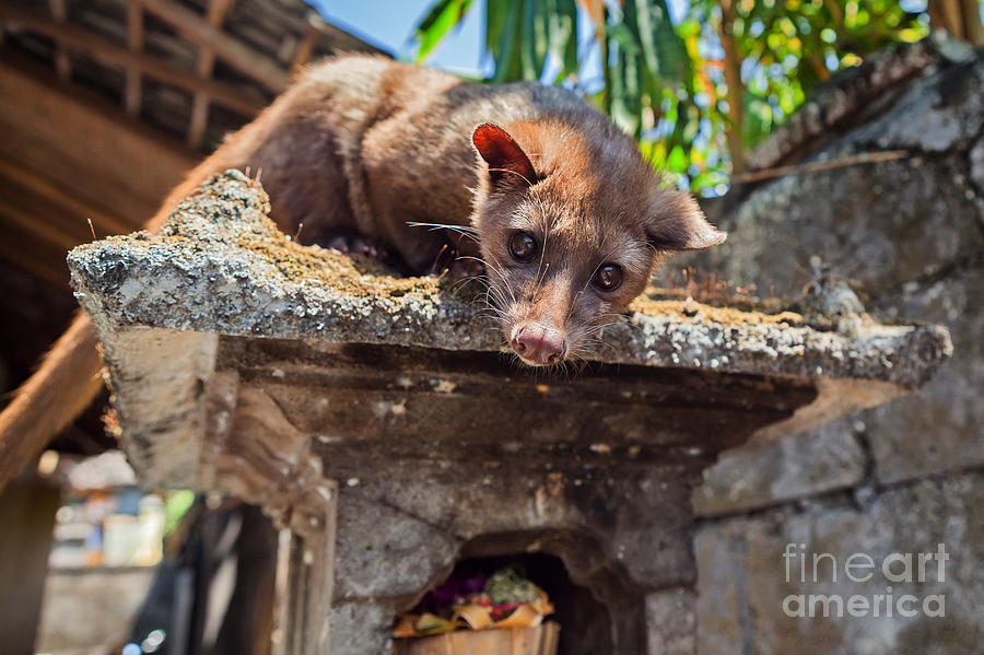 Pets Photograph - Tame Luwak Sitting On Temple Top - Wild by Tropical Studio Pets Photograph - Tame Luwak Sitting On Temple Top - Wild by Tropical Studio