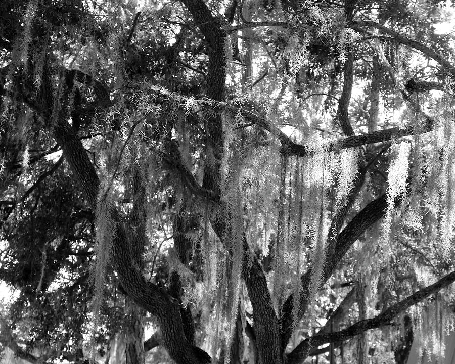 Tampa Spanish Moss Photograph by Robert Wilder Jr