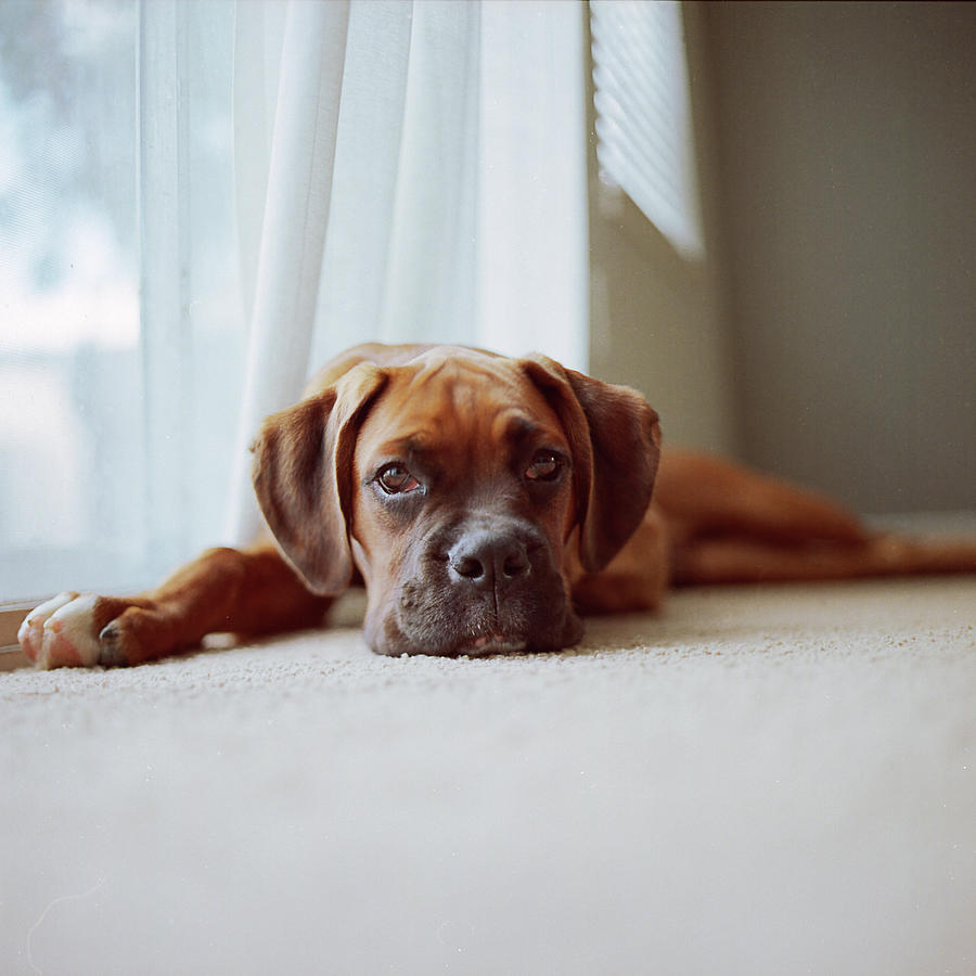 Animal Photograph - Tan Boxer Puppy Laying On Carpet Near by Diyosa Carter