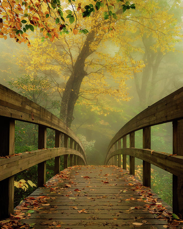 Tanawha Trail Blue Ridge Parkway - Foggy Autumn Photograph by Mike ...