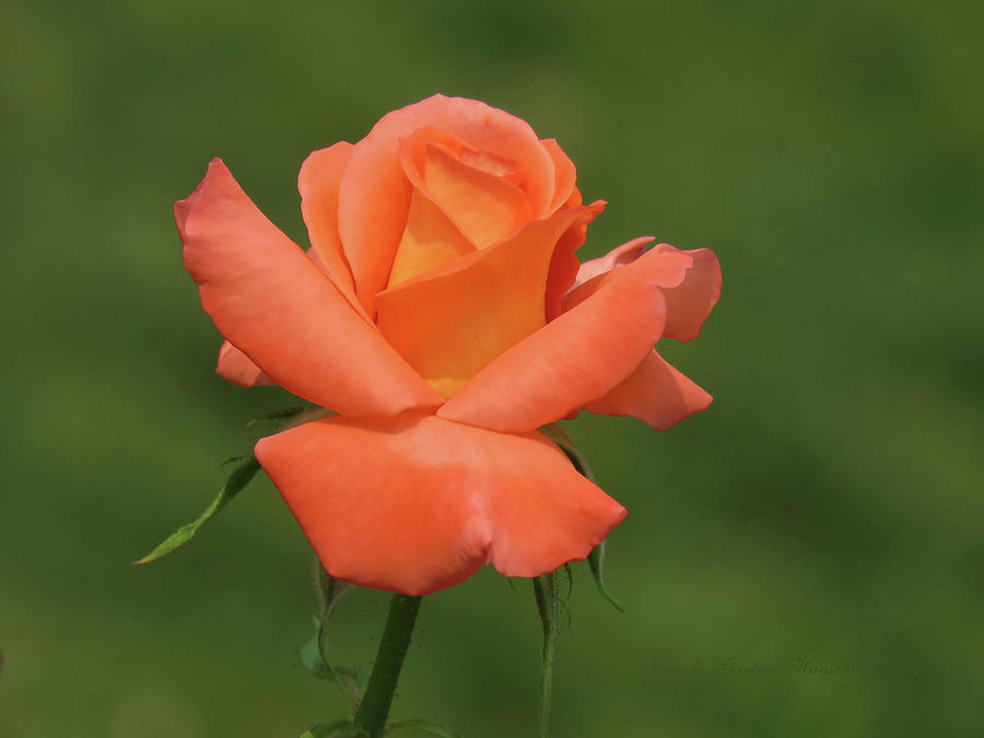 Peach of a Rose - Floral Photography and Art - Roses Photograph by Brooks Garten Hauschild