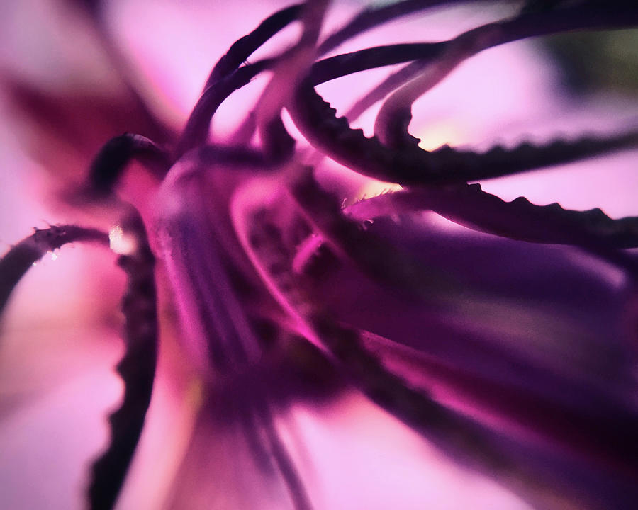 Tangled Tentacles by Michael Van Huffel Tangled Tentacles by Michael Van Huffel